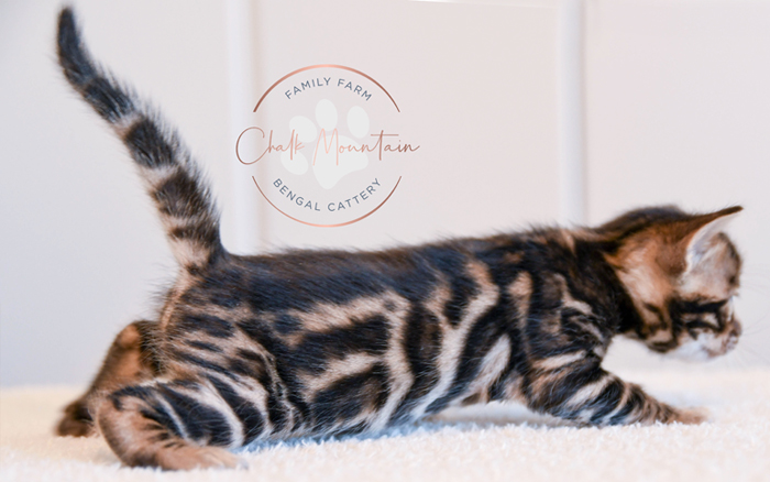 Bengal kitten for sale